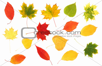 collection of beautiful colourful autumn leaves