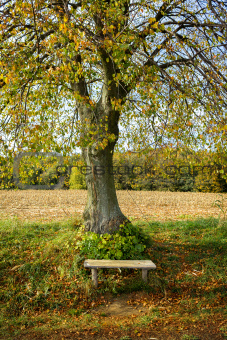 Autumn landscape with bench
