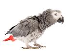 scaring African Grey Parrot 