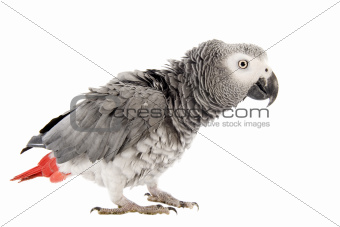 scaring African Grey Parrot 