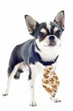 chihuahua with tie