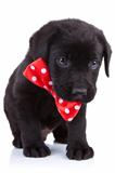 handsome black puppy