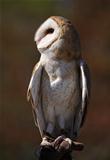 Portrait of Barn Owl