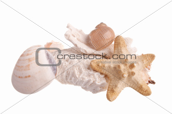 Sea shells, star fish, coral