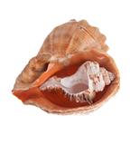Two Sea shells