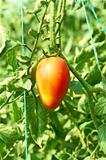 Single tomato in greenhouse