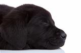sleepy black labrador
