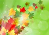 Vibrant Autumn Maple Leaf Background