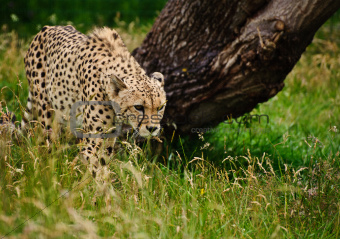 Cheetah Acinonyx Jubatus Big Cat 