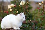 White cat and roses