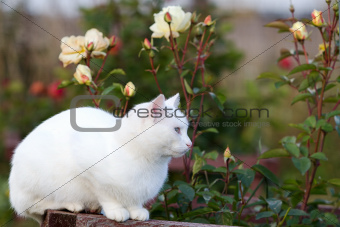 White cat and roses