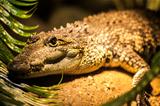 Crocodile head portrait