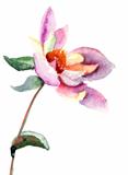 Dahlia flower, watercolor illustration 