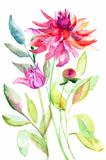 Dahlia flower, watercolor illustration 