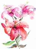 Lily flowers, watercolor illustration 