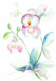 Beautiful orchid, watercolor illustration