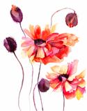 Beautiful Poppy flowers, Watercolor painting 
