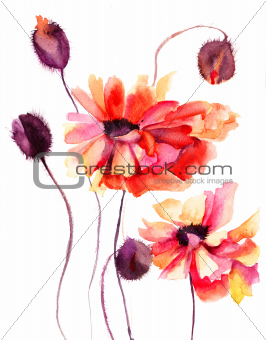 Beautiful Poppy flowers, Watercolor painting 