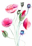 Poppy flowers, watercolor illustration 