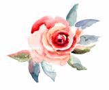 Rose flowers illustration