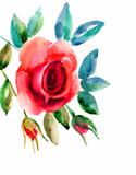 Original Rose flowers illustration