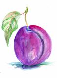 Stylized illustration of plum 
