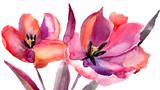 Tulips flowers, Watercolor painting 