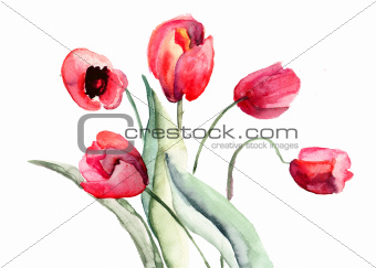 Beautiful Tulips flowers