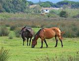 horses pasturing in green meadow