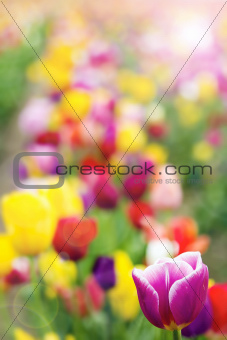 Field of Tulip Flowers with Defocused Background