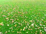 'Autumn leaves on a green grass'