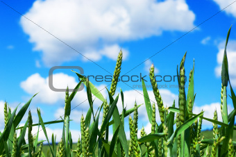 Field of cereals with blue sky