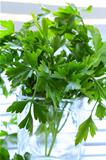 green, organic parsley on wooden table