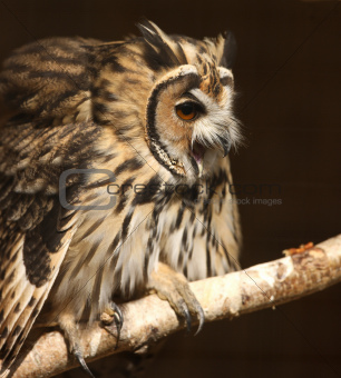 Mexican Striped Owl