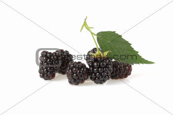 Blackberries on white