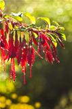 Fuchsia flowers with waterdrops in early autumn morning sunshine