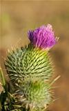 Cirsium vulgare, Spear thistle in flower