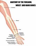 Anatomy of the Forearm, Wrist and Hand Bones