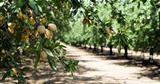 Almond Orchard