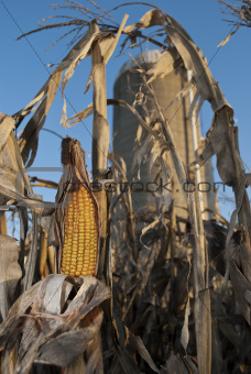 Closeup Corn Ready for Harvest
