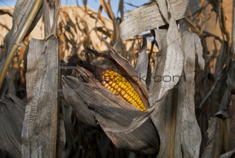 Corn Ear for Harvest