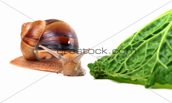 Snail and savoy cabbage leaf