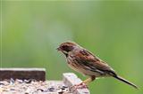Reed Bunting Female