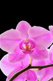 The beautiful orchid