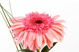Red flower gerbera on white background 