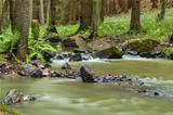 Mountain stream in a forest