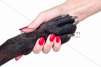 Friendly handshake of dog and girl