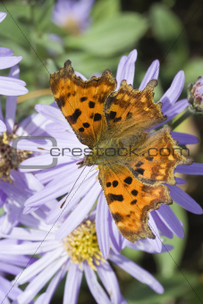 Comma (Polygonia C-Album) Butterfly on Aster
