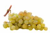 italia grapes
