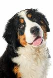 puppy bernese moutain dog